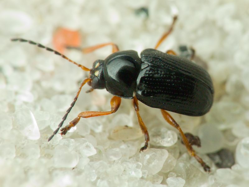 Cryptocephalus (Burlinius) ocellatus Drapiez, 1819